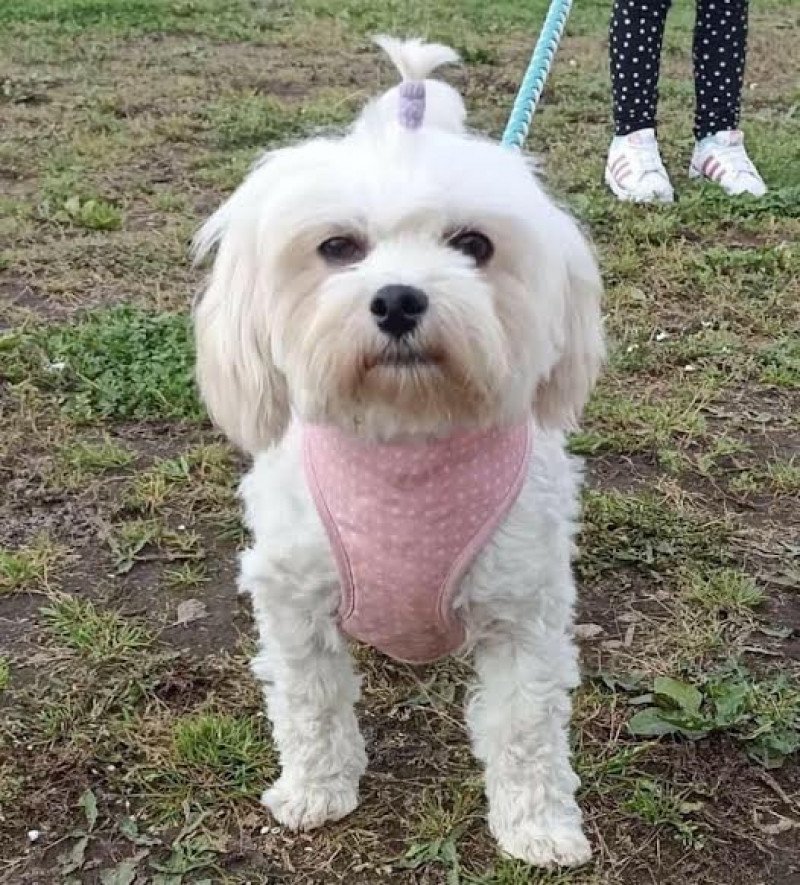 Lolka Femelle Bichon maltais