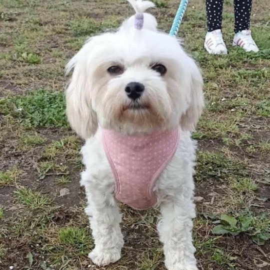 Lolka Femelle Bichon maltais