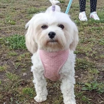 chien Bichon maltais Lolka Pomeranians Paradise