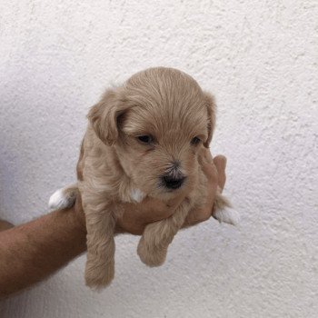 chiot Bichon maltais Maltipoo 3 Pomeranians Paradise chiot Bichon maltais Maltipoo 3 Pomeranians Paradise