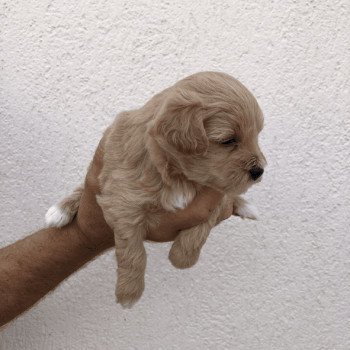 chiot Bichon maltais Maltipoo 3 Pomeranians Paradise chiot Bichon maltais Maltipoo 3 Pomeranians Paradise