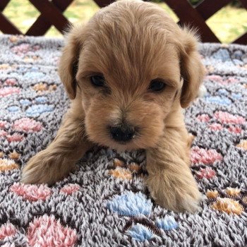 chiot Bichon maltais Maltipoo 3 Pomeranians Paradise chiot Bichon maltais Maltipoo 3 Pomeranians Paradise