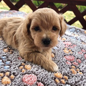 chiot Bichon maltais Maltipoo 3 Pomeranians Paradise chiot Bichon maltais Maltipoo 3 Pomeranians Paradise
