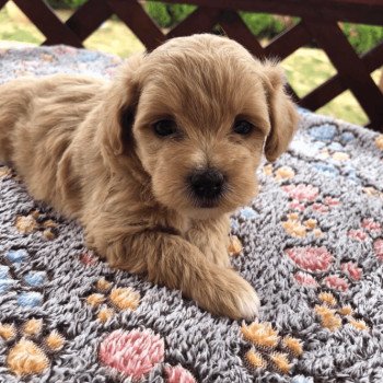 chiot Bichon maltais Maltipoo 3 Pomeranians Paradise chiot Bichon maltais Maltipoo 3 Pomeranians Paradise