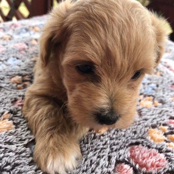 chiot Bichon maltais Maltipoo 3 Pomeranians Paradise chiot Bichon maltais Maltipoo 3 Pomeranians Paradise