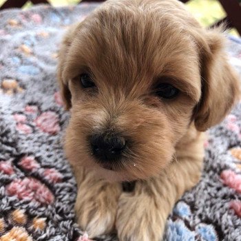 chiot Bichon maltais Maltipoo 3 Pomeranians Paradise chiot Bichon maltais Maltipoo 3 Pomeranians Paradise