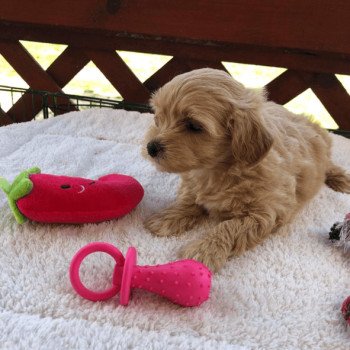 chiot Bichon maltais Maltipoo 3 Pomeranians Paradise chiot Bichon maltais Maltipoo 3 Pomeranians Paradise