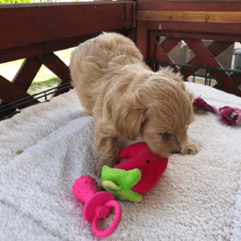 chiot Bichon maltais Maltipoo 3 Pomeranians Paradise chiot Bichon maltais Maltipoo 3 Pomeranians Paradise
