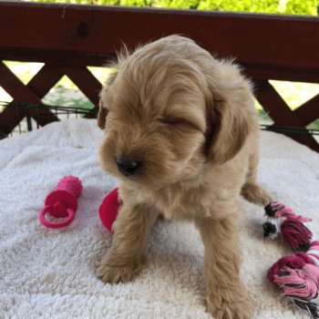 chiot Bichon maltais Maltipoo 3 Pomeranians Paradise chiot Bichon maltais Maltipoo 3 Pomeranians Paradise