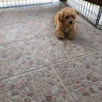 chiot Bichon maltais Laëtitia Pomeranians Paradise chiot Bichon maltais Laëtitia Pomeranians Paradise