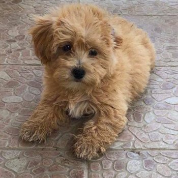chiot Bichon maltais Laëtitia Pomeranians Paradise chiot Bichon maltais Laëtitia Pomeranians Paradise