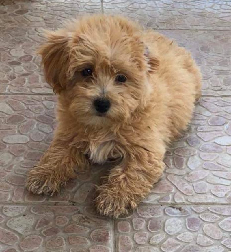 Laëtitia Femelle Bichon maltais