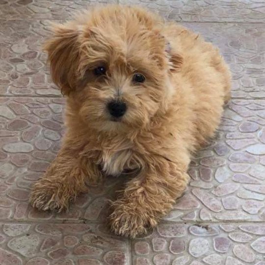 Laëtitia Femelle Bichon maltais