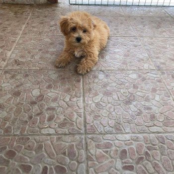 chiot Bichon maltais Laëtitia Pomeranians Paradise chiot Bichon maltais Laëtitia Pomeranians Paradise