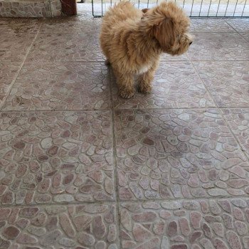 chiot Bichon maltais Laëtitia Pomeranians Paradise chiot Bichon maltais Laëtitia Pomeranians Paradise