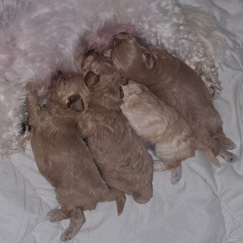 chiot Bichon maltais Nelson Pomeranians Paradise