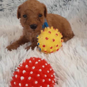 chiot Bichon maltais Nelson Pomeranians Paradise