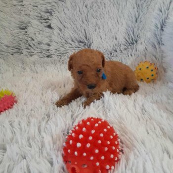 chiot Bichon maltais Nelson Pomeranians Paradise