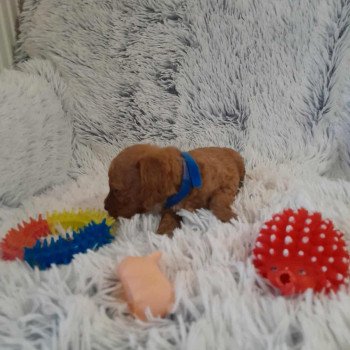 chiot Bichon maltais Nelson Pomeranians Paradise