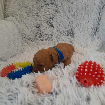 chiot Bichon maltais Nelson Pomeranians Paradise