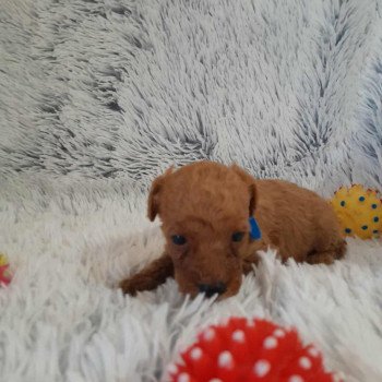 chiot Bichon maltais Nelson Pomeranians Paradise