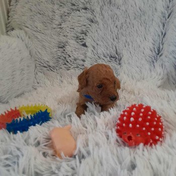 chiot Bichon maltais Nelson Pomeranians Paradise