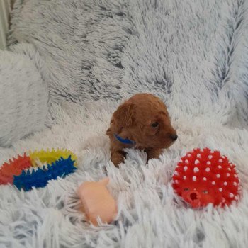 chiot Bichon maltais Nelson Pomeranians Paradise