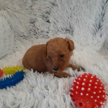 chiot Bichon maltais Nelson Pomeranians Paradise