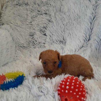 chiot Bichon maltais Nelson Pomeranians Paradise