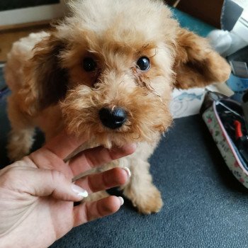 chiot Bichon maltais Nelson Pomeranians Paradise