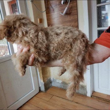 chiot Bichon maltais Nelson Pomeranians Paradise