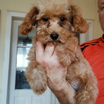 chiot Bichon maltais Nelson Pomeranians Paradise