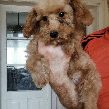 chiot Bichon maltais Nelson Pomeranians Paradise