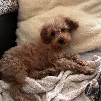 chiot Bichon maltais Nelson Pomeranians Paradise