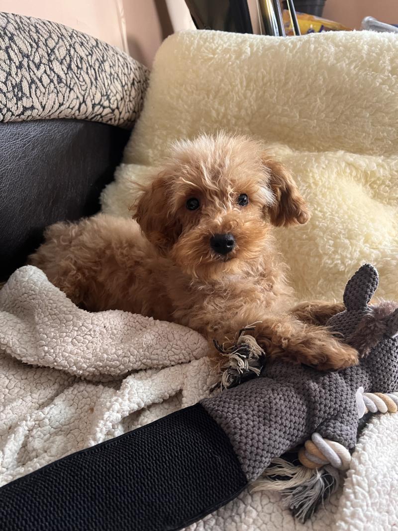 Nelson - Maltipoo Mâle Bichon maltais