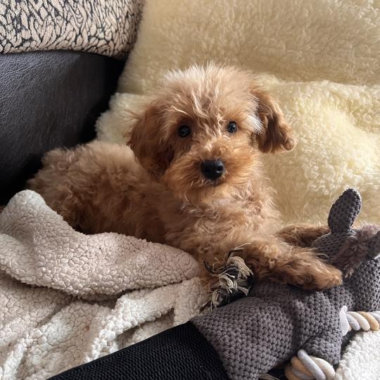 Nelson - Maltipoo Mâle Bichon maltais
