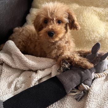 chiot Bichon maltais Nelson Pomeranians Paradise