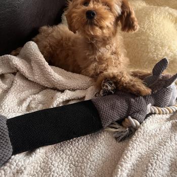 chiot Bichon maltais Nelson Pomeranians Paradise