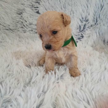 chiot Bichon maltais Skott Pomeranians Paradise