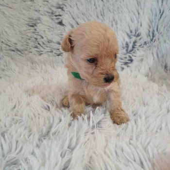 chiot Bichon maltais Skott Pomeranians Paradise