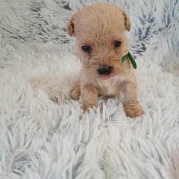 chiot Bichon maltais Skott Pomeranians Paradise