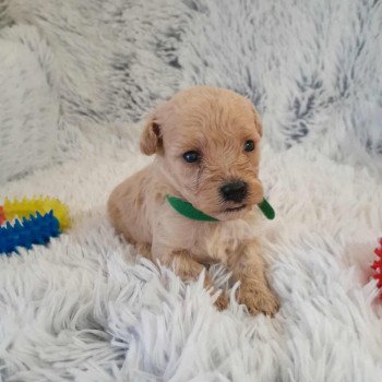 chiot Bichon maltais Skott Pomeranians Paradise