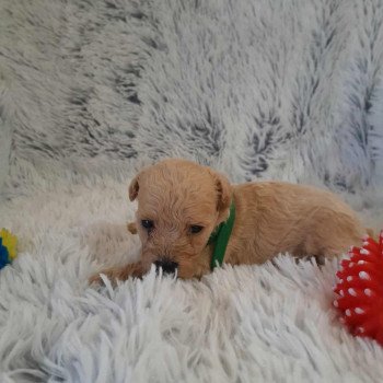 chiot Bichon maltais Skott Pomeranians Paradise