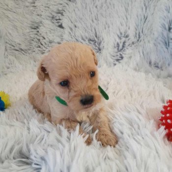 chiot Bichon maltais Skott Pomeranians Paradise