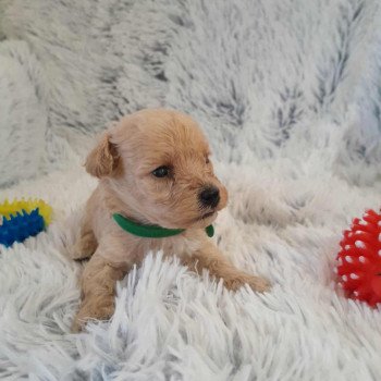 chiot Bichon maltais Skott Pomeranians Paradise