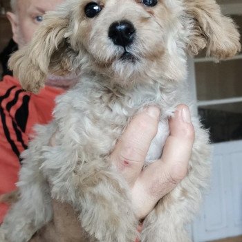 chiot Bichon maltais Skott Pomeranians Paradise