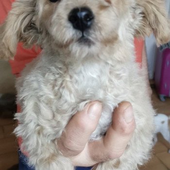 chiot Bichon maltais Skott Pomeranians Paradise