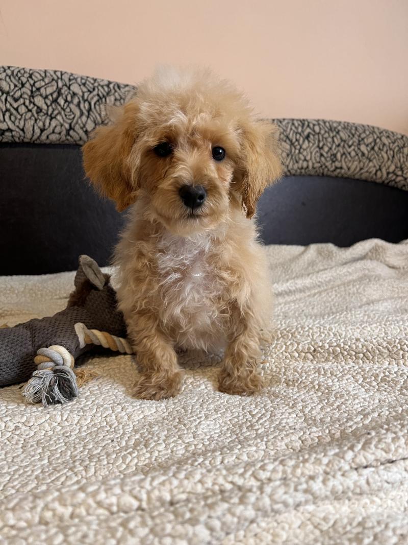 Skott - Maltipoo Mâle Bichon maltais