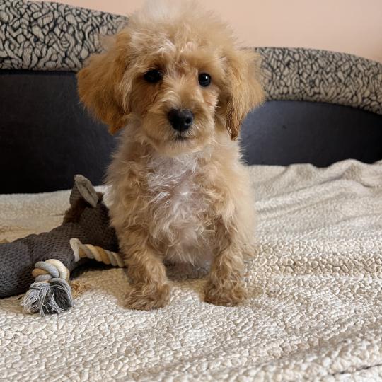 Skott - Maltipoo Mâle Bichon maltais