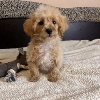 chiot Bichon maltais Skott Pomeranians Paradise